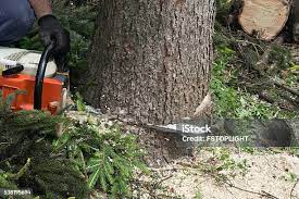 West Glendive, MT Tree Removal Company