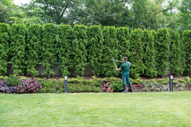 How Our Tree Care Process Works  in  West Glendive, MT