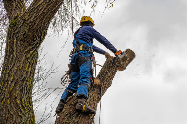  West Glendive, MT Tree Removal Pros