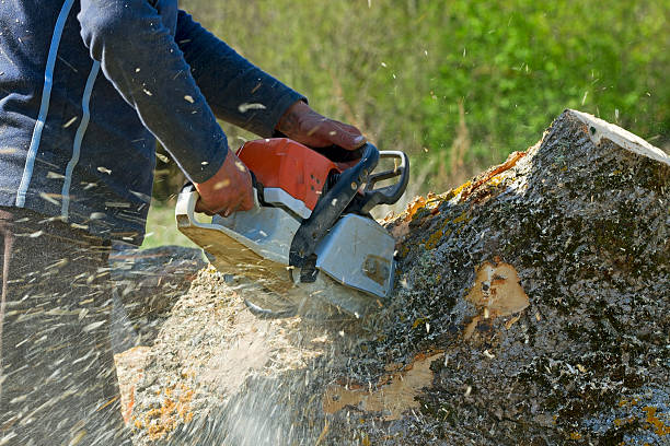 Best Fruit Tree Pruning  in West Glendive, MT